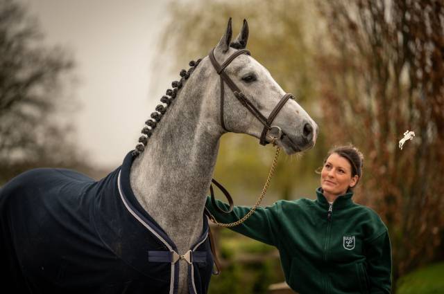 Hongre 5 ans cornet oblolensky x paloubet