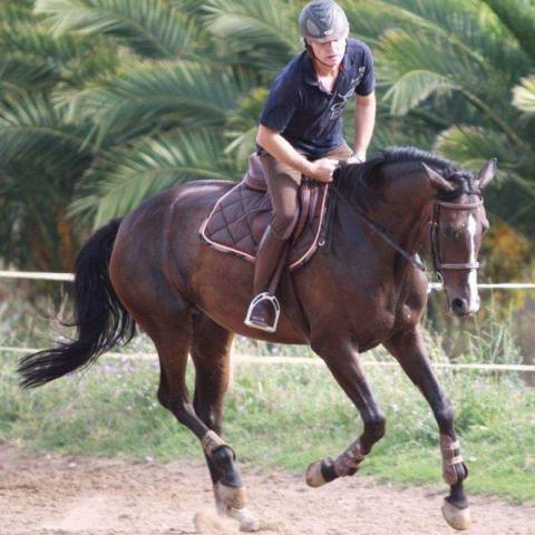 Cheval à donner ( 200€ pour la validation)