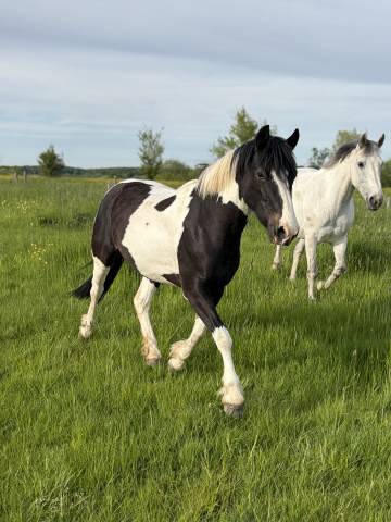 Ponette 