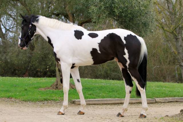 Grand cheval de 4 ans pie