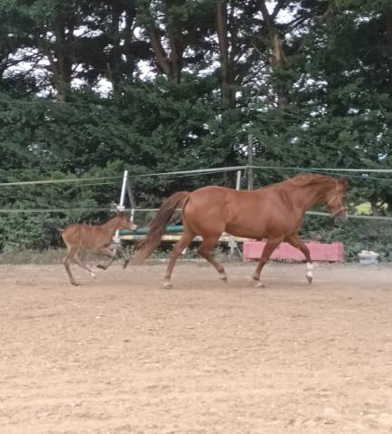 Jument pfs et sa pouliche
