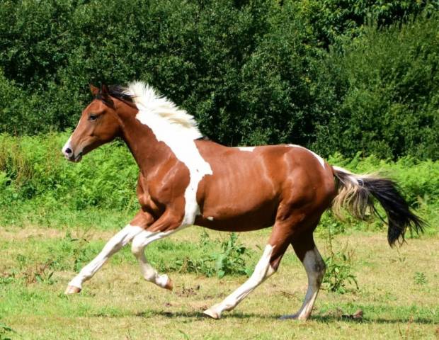 Cavalier palefrenier soigneur