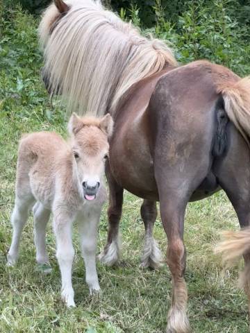 Pouliche pp shetland palomino