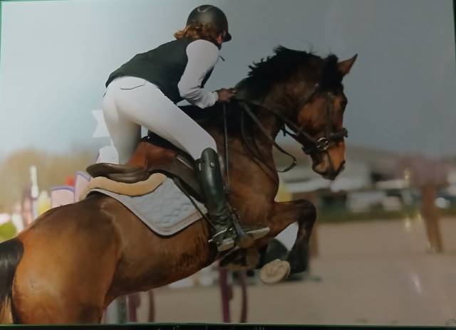 Jolie jument 6 ans 1.54m