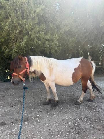 Ponette shetland de 11 ans caline