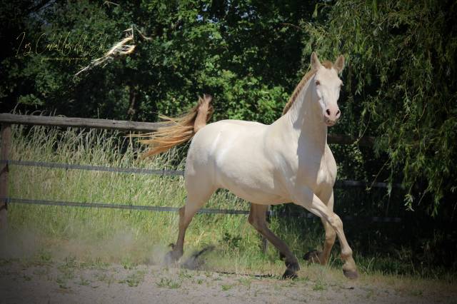 Mélia del sol jument pre pp smoky black pearl