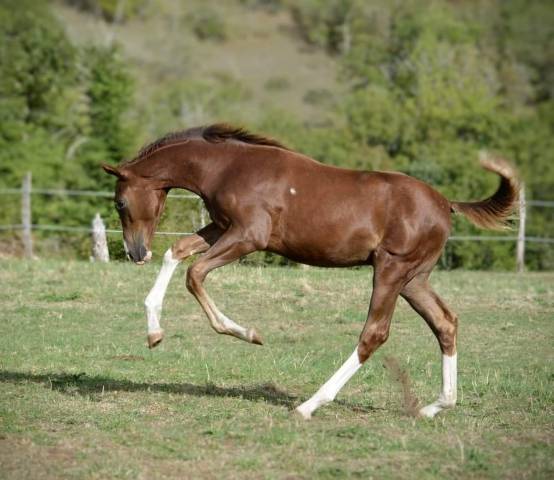 Jeune cheval de dressage prometteur