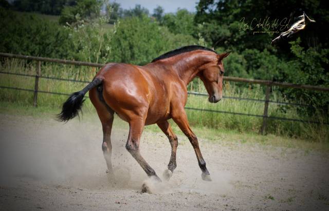 Princesa del sol pouliche pre pp baie pearl