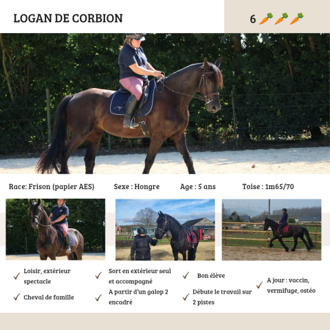 Cheval frison 