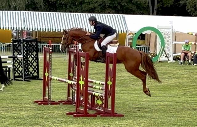 Cheval de sport à vendre