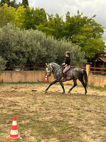 Jolie et gentils cheval à la vente 