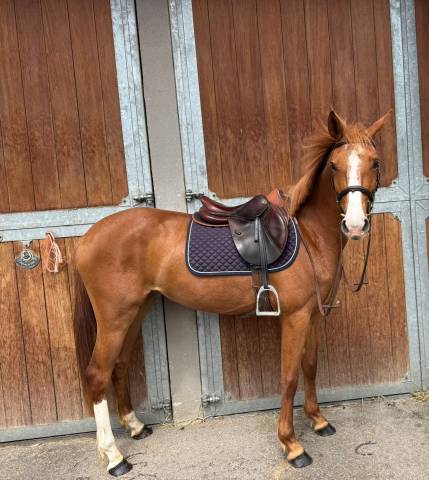 Ponette sport 4 ans d