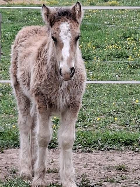 Quhozack de la chize irish-cob pp ics