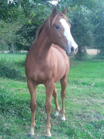 Hongre de 4 ans 