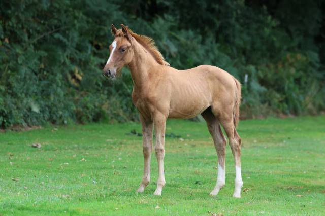 Yearling andiamo sur la souche de gangster montdesir