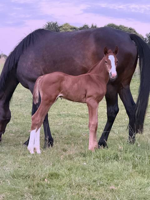 Foal male check in x chacon blue sur la souche de jumpy