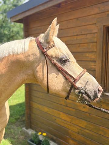 Poney d a vendre