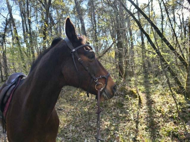 Bridon PS of sweden modele nirak havane taille cob