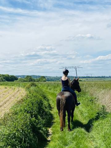 Vends cheval hongre cob croisé frison