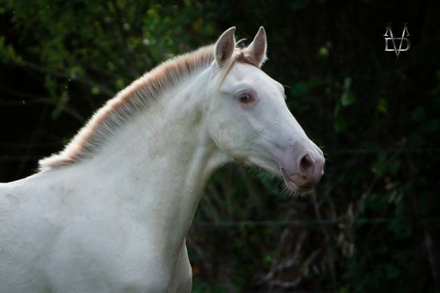 Poulain pure race espagnole isabelle perle