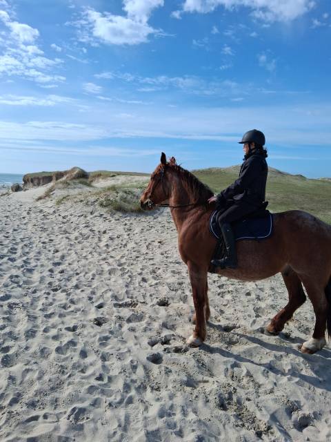 Cheval loisir/rando/ western demi-sang
