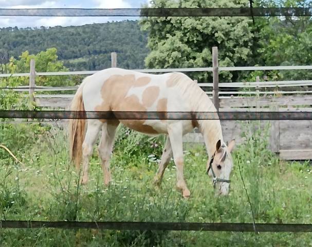 Pouliche de 2 ans à vendre