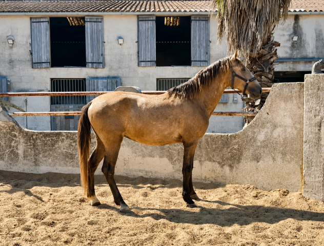 Entier - lusitanien (psl) - 3 ans - dressage - france