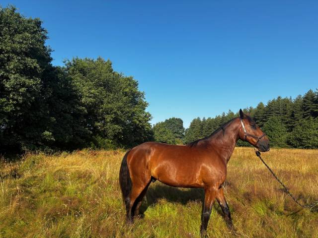à vendre – super trotteur, parfaitement reconverti