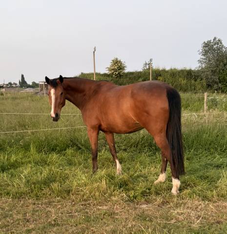 Jument sf 16 ans pour loisirs / compagnie / pouliniere