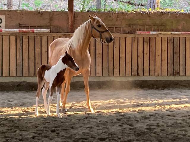 à vendre – magnifique poulain pie croisé paint horse