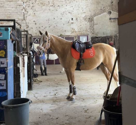 à vendre cheval welsh part bred