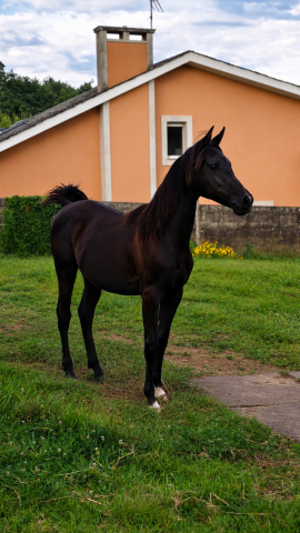 Potro árabe negro , nieto de gr madhin