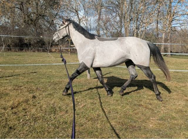 Ponette d 4ans