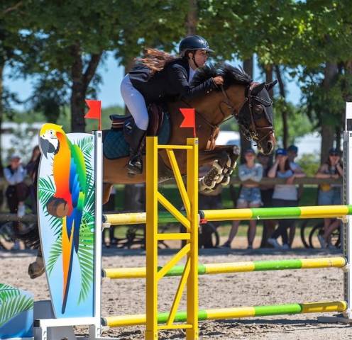 Poney de loisir expérimenté