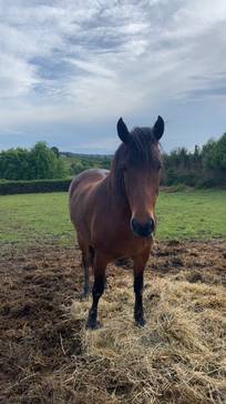 Joli poney landais de 9 ans, environ 1m50