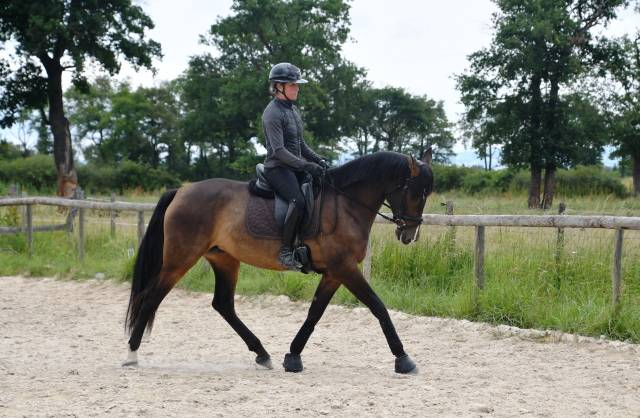 Jument dressage competition 7 ans