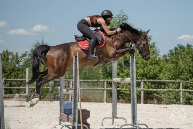 Cheval de sport 