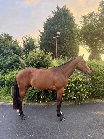 Hongre 3 ans - zangersheide