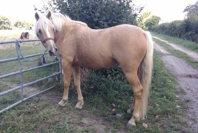 Superbe poney e / petit cheval polyvalent pour loisir
