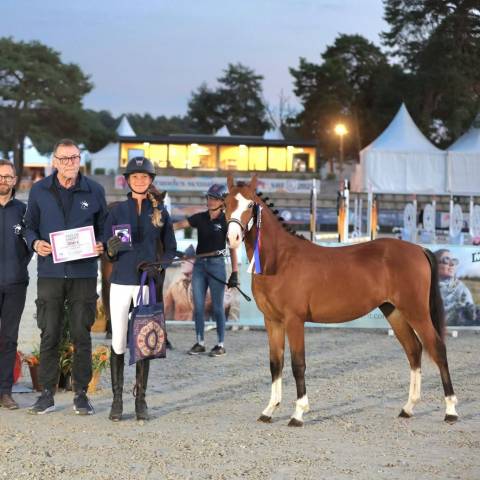 A vendre pfs de 2 ans champion de france