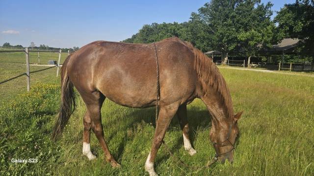 Belle jument zangersheide de 8 ans