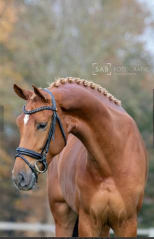 Poulinière dressage kwpn top origines