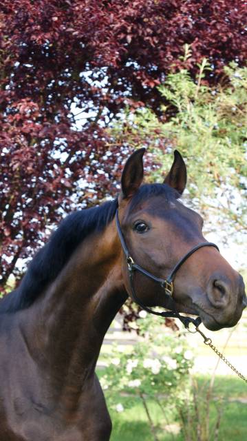 Jument 2 ans dressage kwpn par totilas