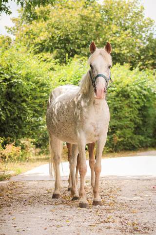 Ponette 9 ans urgent