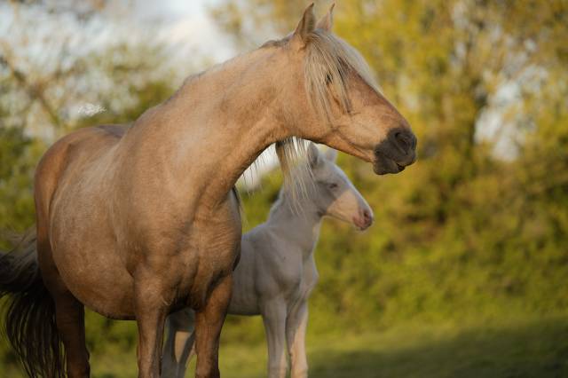 Magnifique poulinière pure race espagnole palomino