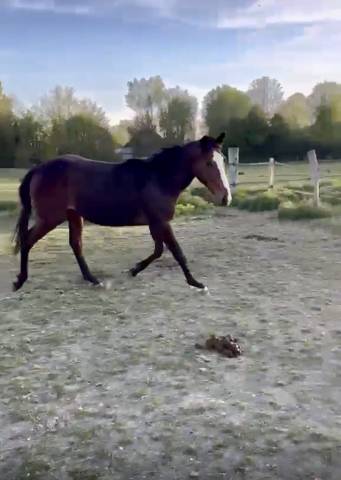 Joli poulain 2 ans pp ps à faire à sa main pré débourré