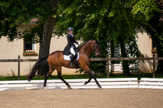 Hongre - hanovrien - 9 ans - dressage - psg - france