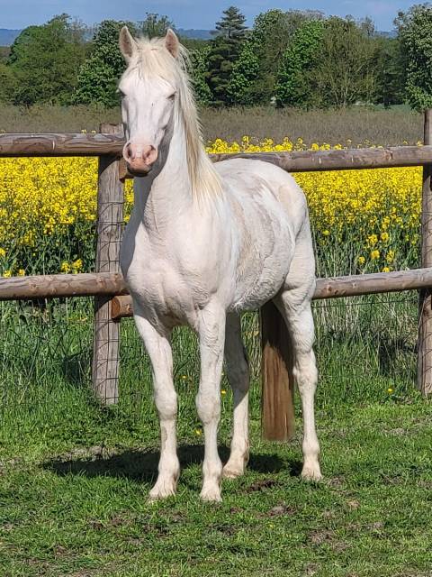 Poney d hongre couleur crème