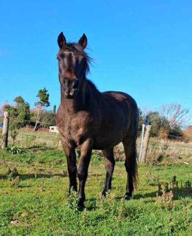 Poney de compagnie