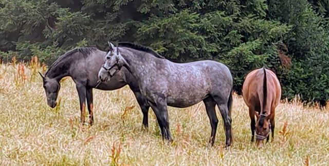 Jument pure race espagnole 5 ans